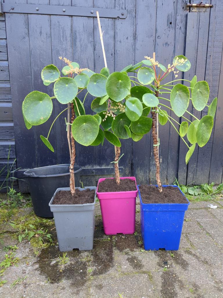Pannenkoekenplanten, Ophalen, Halfschaduw, Minder dan 100 cm