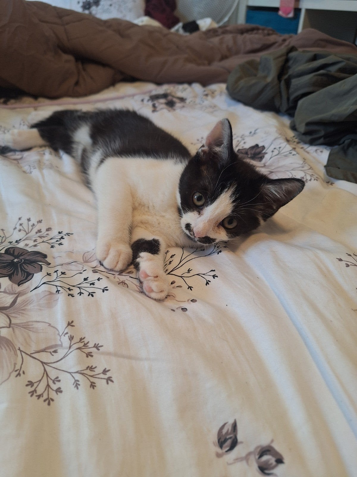lieve poes 5 maanden, Dieren en Toebehoren, Poes, Kortharig, 0 tot 2 jaar
