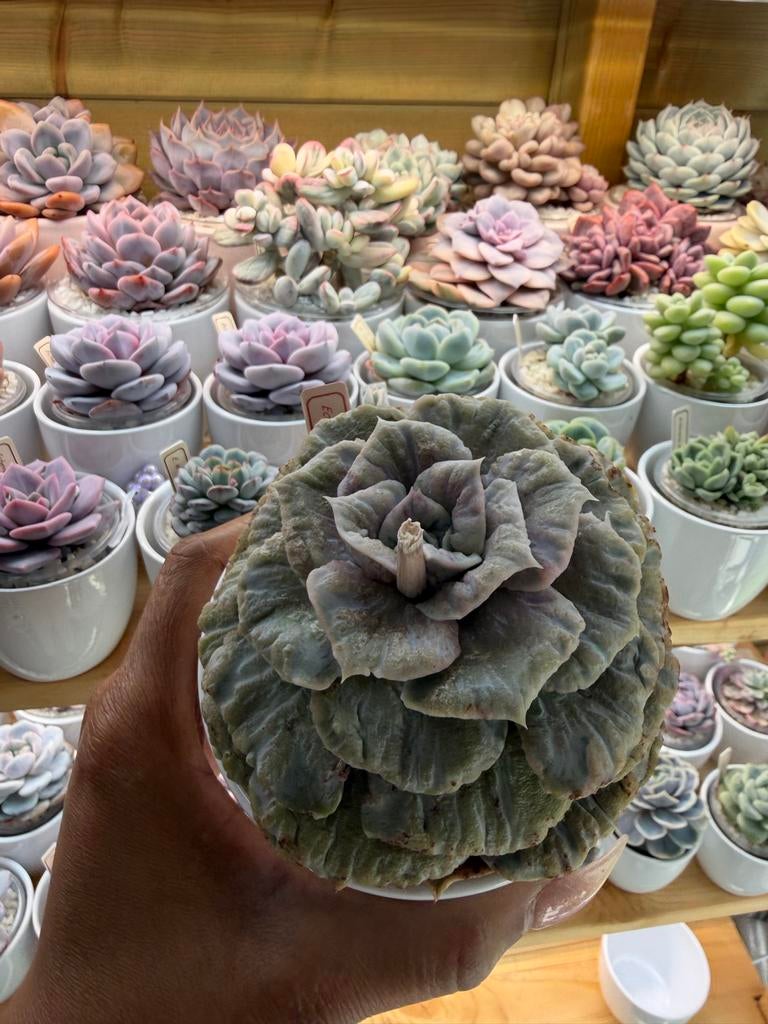 Echeveria Marble - Unieke Succulent voor Verzamelaars, Huis en Inrichting, Kamerplanten, Verzenden
