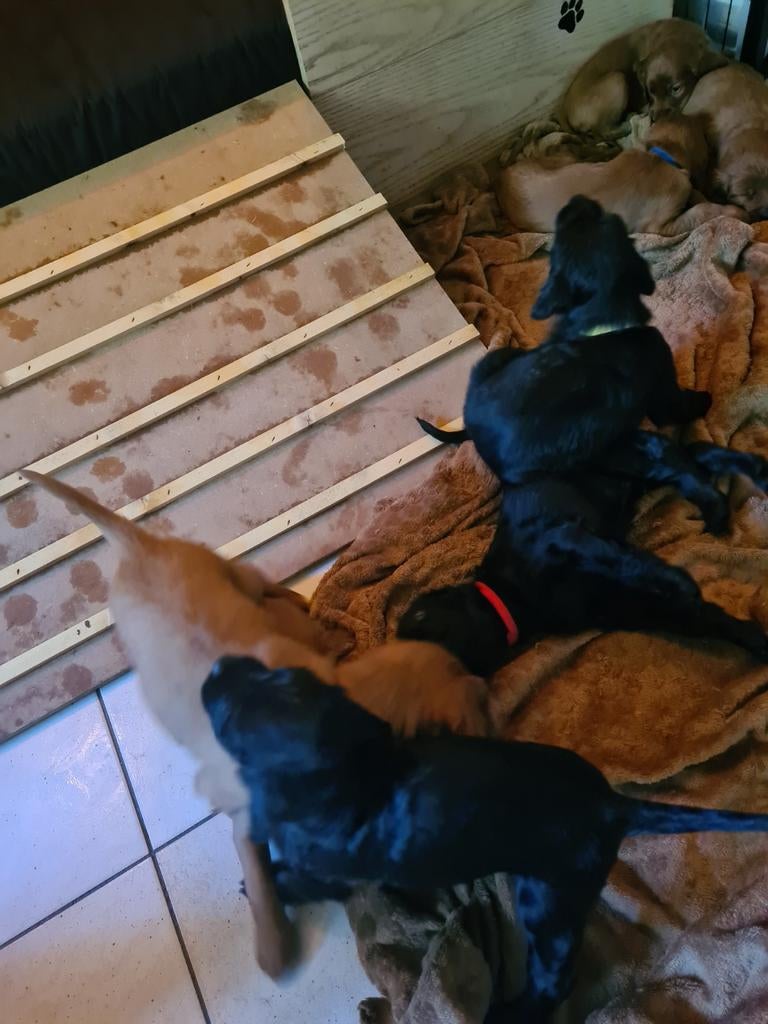 Ierse setter pups, 8 tot 15 weken, Meerdere, Meerdere dieren, Setter