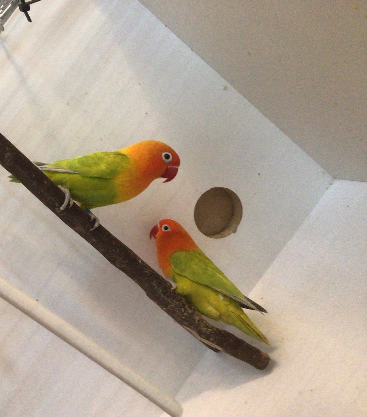 Agapornis Fischeri Dilute Opaline / blauw, Dieren en Toebehoren, Vogels | Overige Vogels, Meerdere dieren
