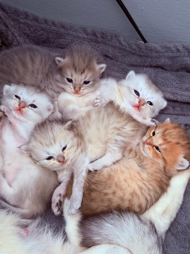 Brits korthaar en brits longhaar, Dieren en Toebehoren, Kater, Ontwormd, 0 tot 2 jaar