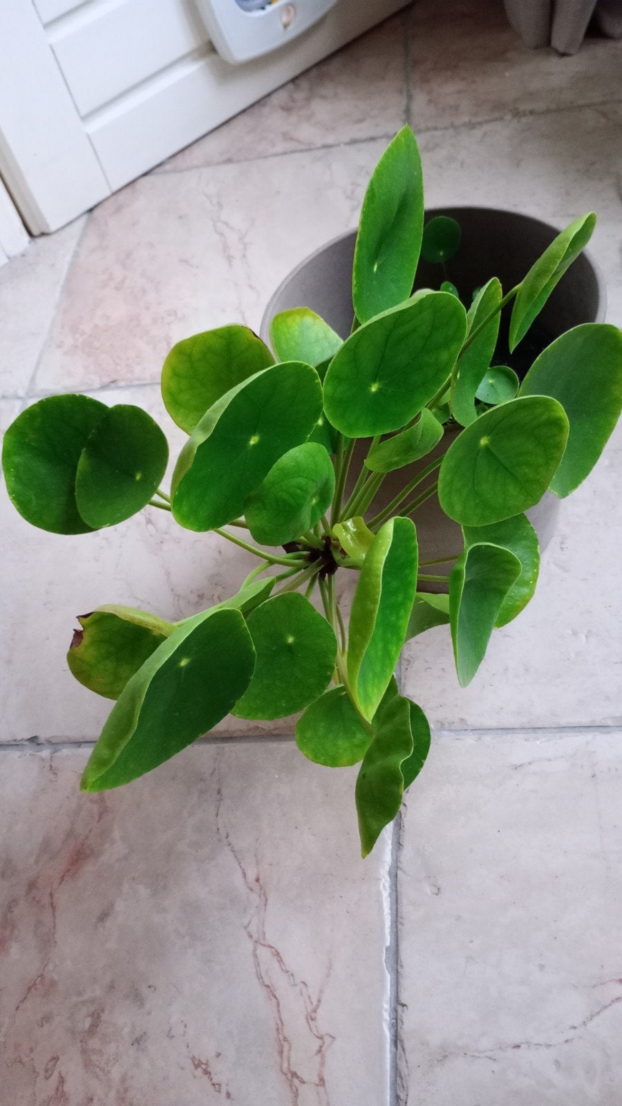 Pannekoekplant met stekjes - Pilea Peperomioides, Huis en Inrichting, Kamerplanten, Ophalen, Halfschaduw, Minder dan 100 cm