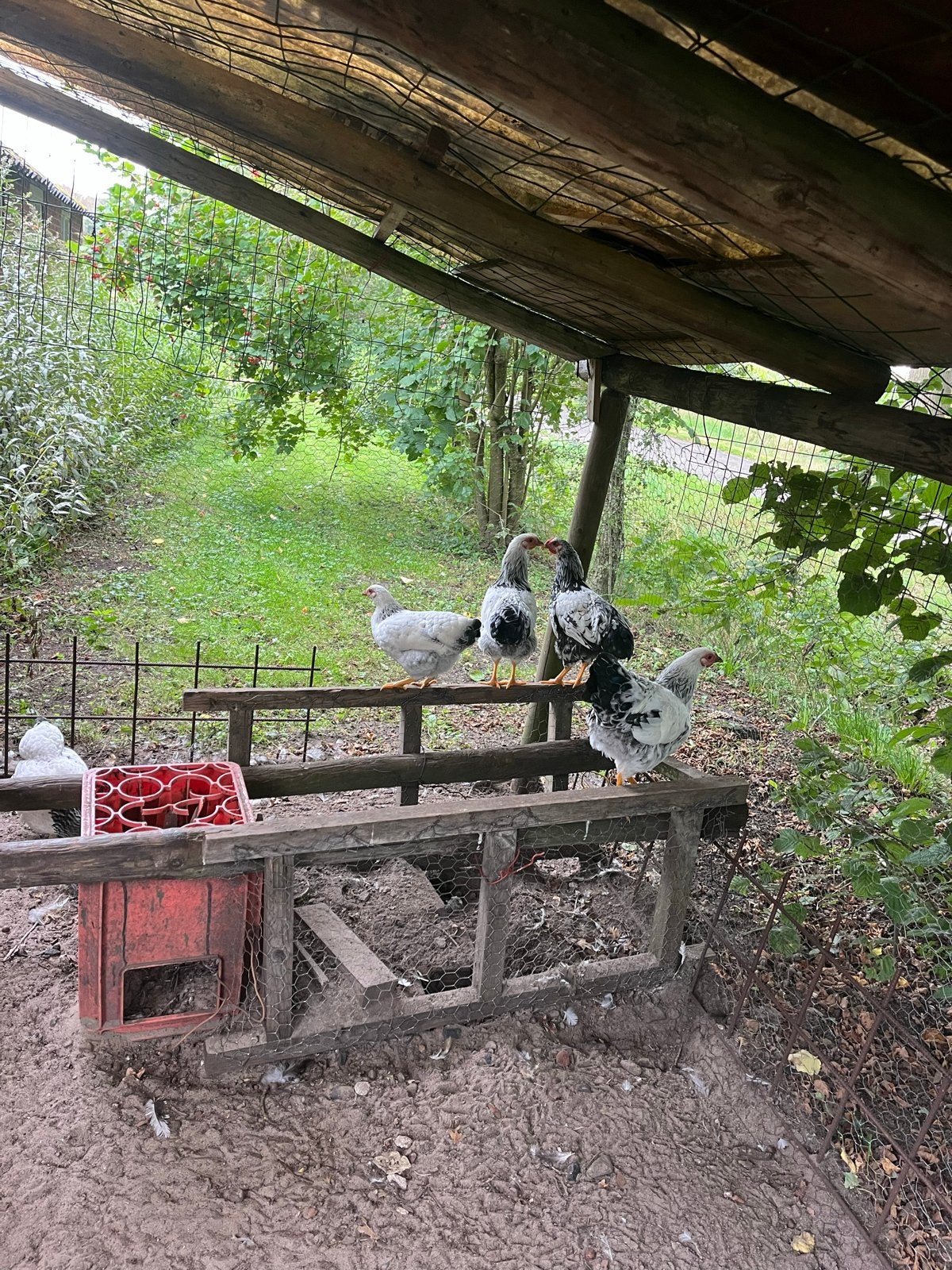 Haantjes af te halen, Dieren en Toebehoren, Pluimvee, Mannelijk, Kip
