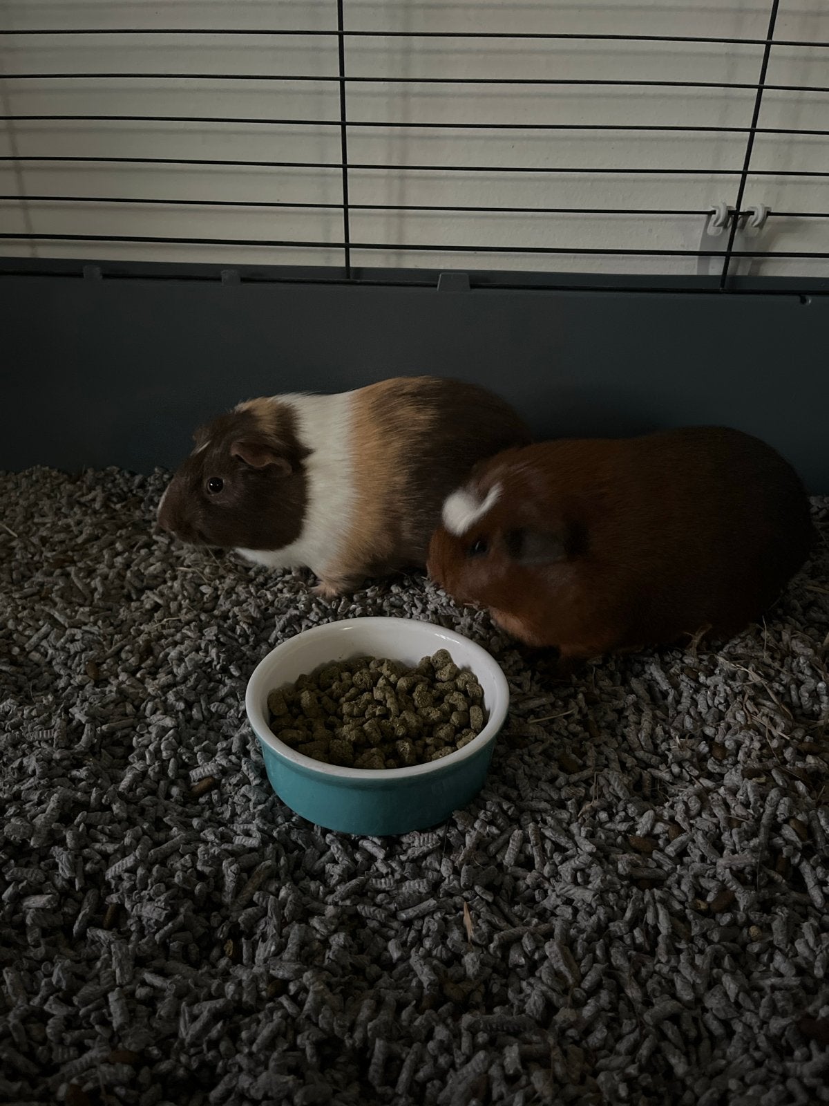 Vakantie opvang gezocht, Dieren en Toebehoren, Cavia, Mei, Meerdere dieren, Tam