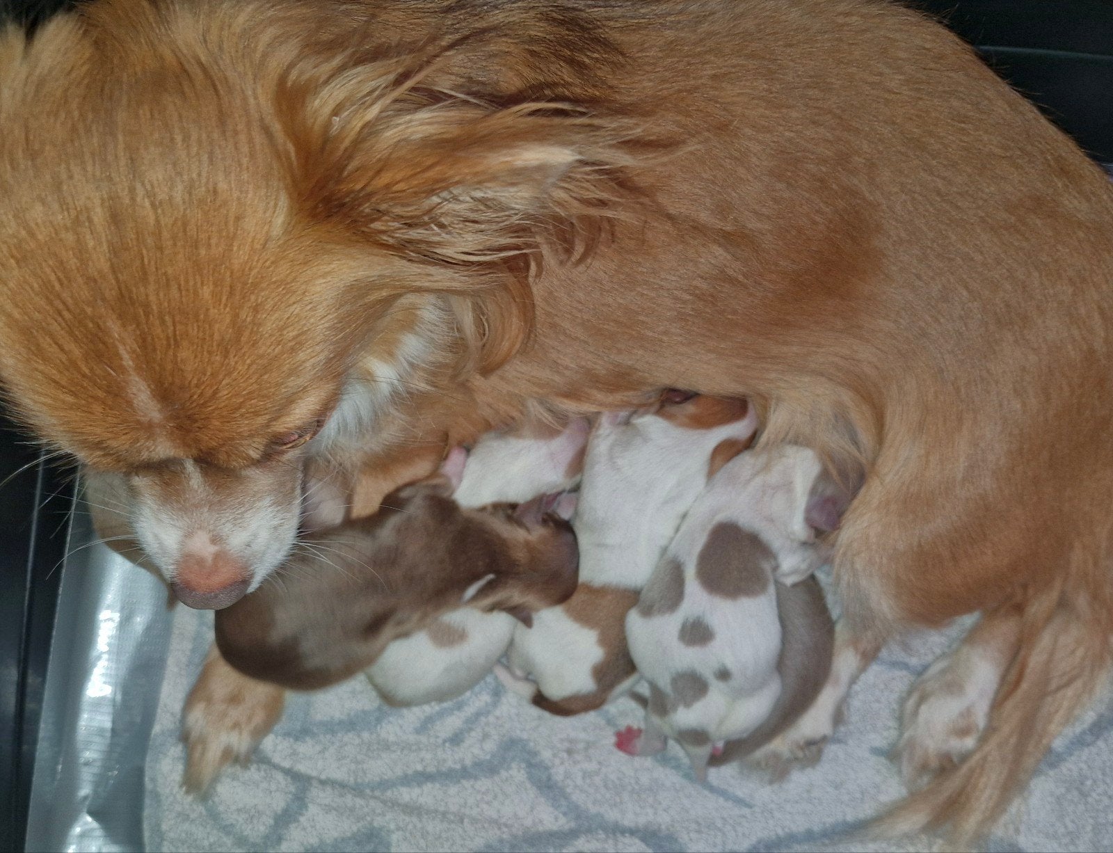 2 Chihuahua Mädels und 1 Rüde, Dieren en Toebehoren, Honden | Chihuahua's en Gezelschapshonden, 8 tot 15 weken, Meerdere, Meerdere dieren