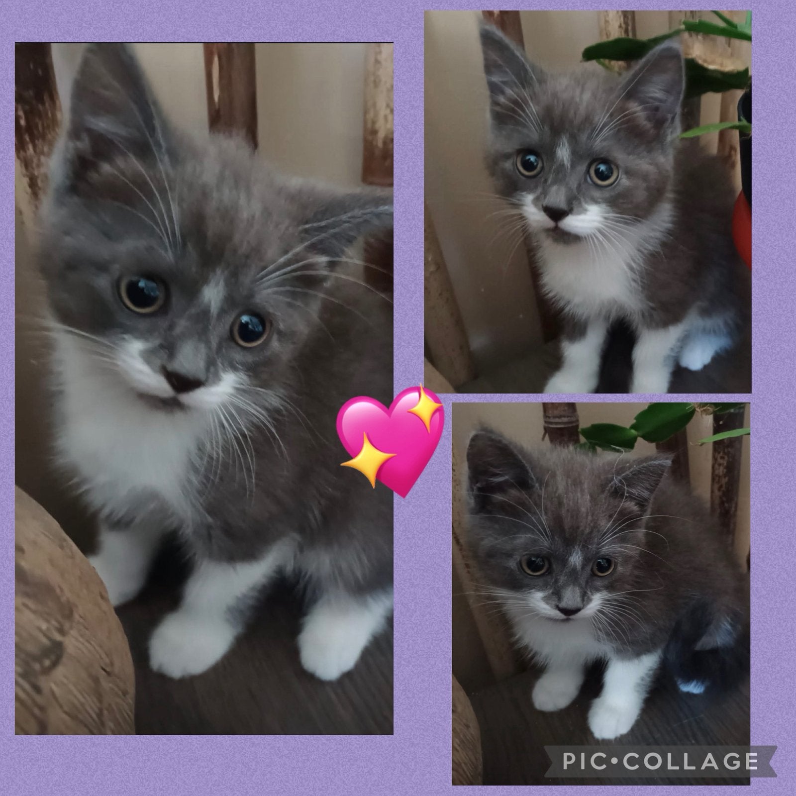 Khao manee X kittens  2 poesjes, Dieren en Toebehoren, Katten en Kittens | Raskatten | Langhaar, Poes, Gechipt