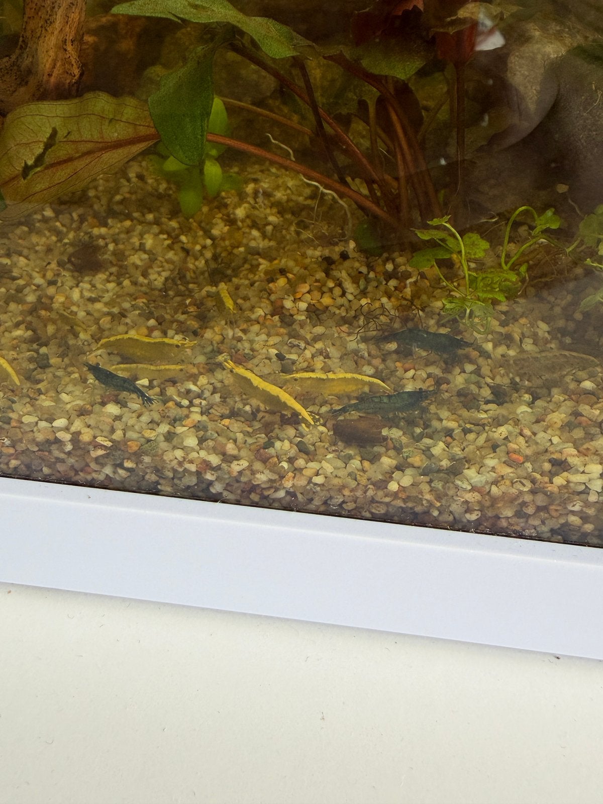Garnale ruilen voor aquarium planten, Dieren en Toebehoren, Ophalen, Plant(en), Steen of Hout