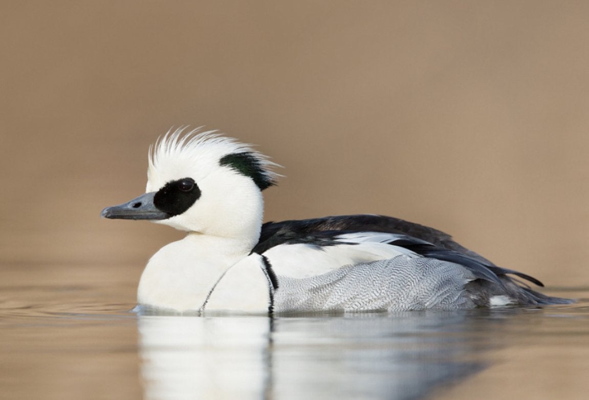 Siereenden te koop, Dieren en Toebehoren, Pluimvee, Meerdere dieren, Eend