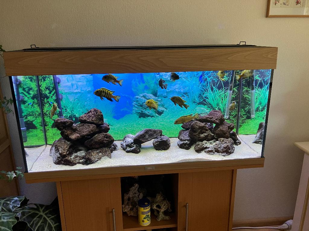 Rio180 + Juwel onderkast + Eheim pro4+ verw + Malawi Biot., Ophalen, Inclusief vissen, Juwel, Gevuld zoetwateraquarium