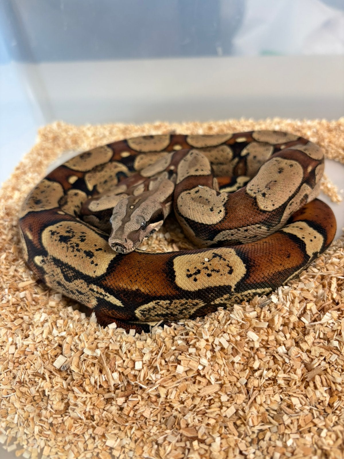 1.0 Boa constrictor imperator KEYWEST 66% het SHARP ALBINO, Dieren en Toebehoren, Reptielen en Amfibieën, Slang, 0 tot 2 jaar