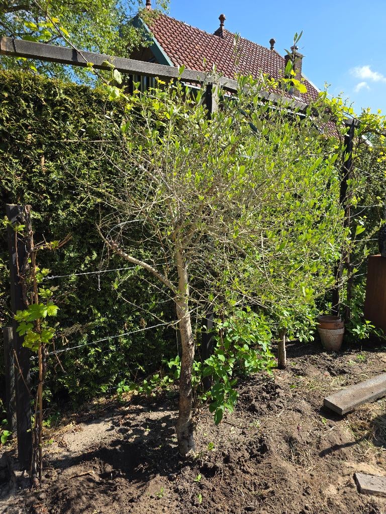 Olijfboom, Bloeit niet, 100 tot 250 cm, Olijfboom, Ophalen