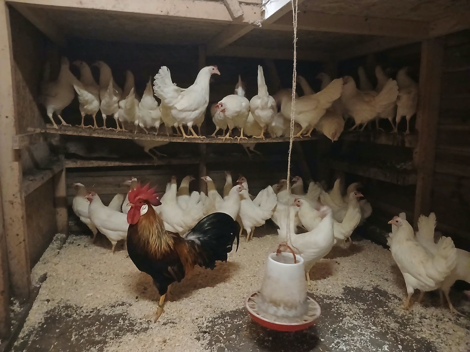 leghennen, witte leghorn, legkippen, Dieren en Toebehoren