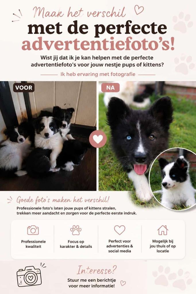 Maak het verschil met professionele advertentiefoto’s!, Dieren en Toebehoren, Ophalen, Nieuw