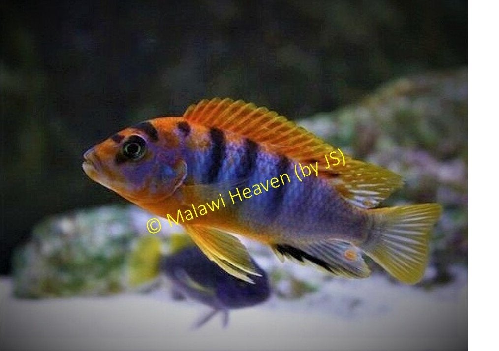 Pseudotropheus Hongi Malawi Cichliden (Mbuna), Dieren en Toebehoren, Vissen | Aquariumvissen, Vis, Zoetwatervis, Schoolvis