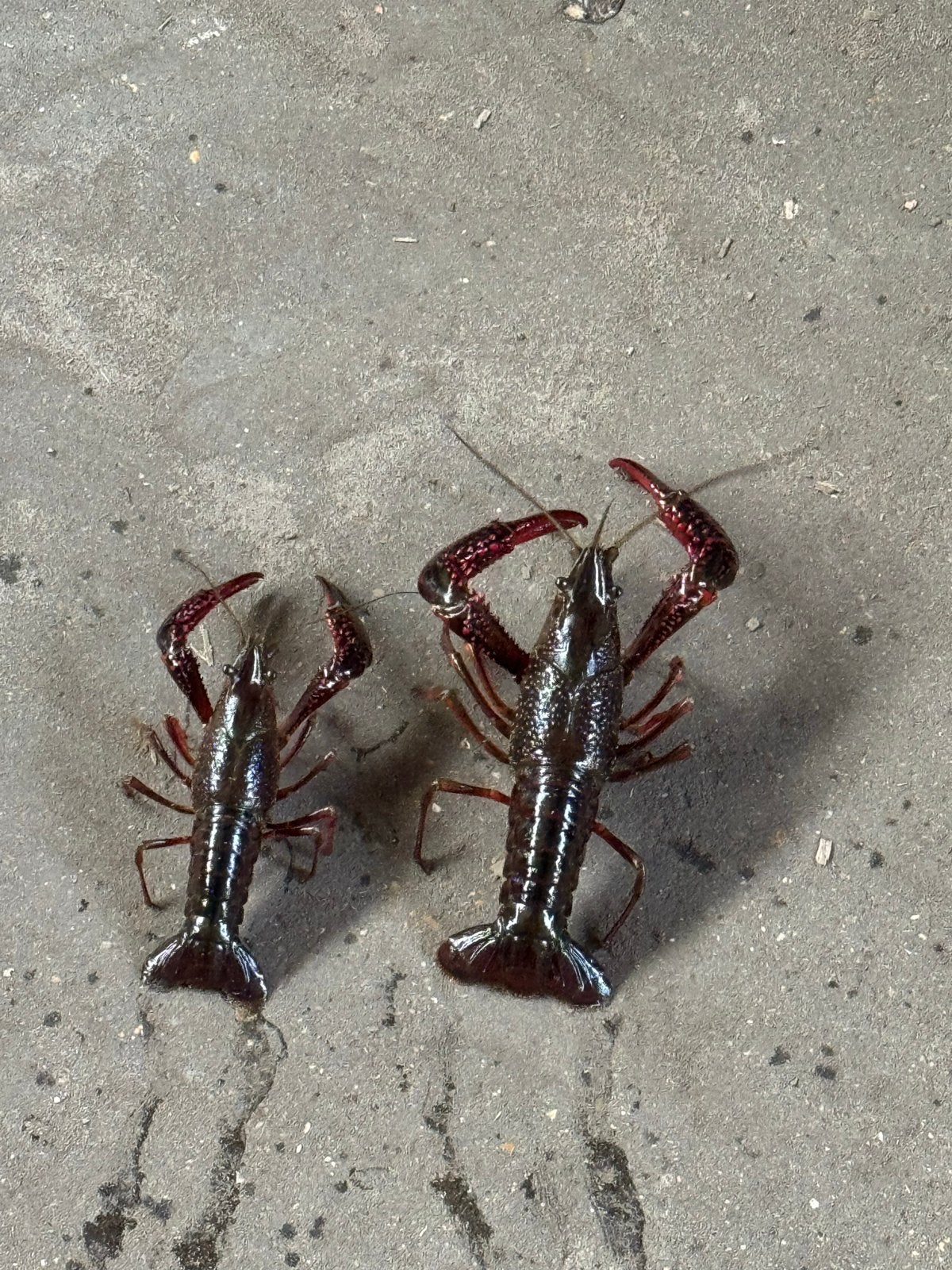 Amerikaanse rivier kreeft, Slak of Weekdier