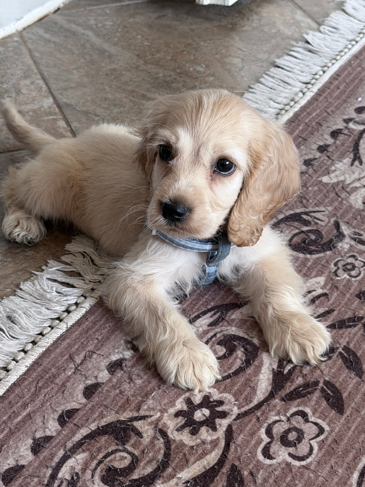 Cocker spaniel pup te koop, Dieren en Toebehoren, HCC (leverziekte), Reu, 8 tot 15 weken, Eén hond