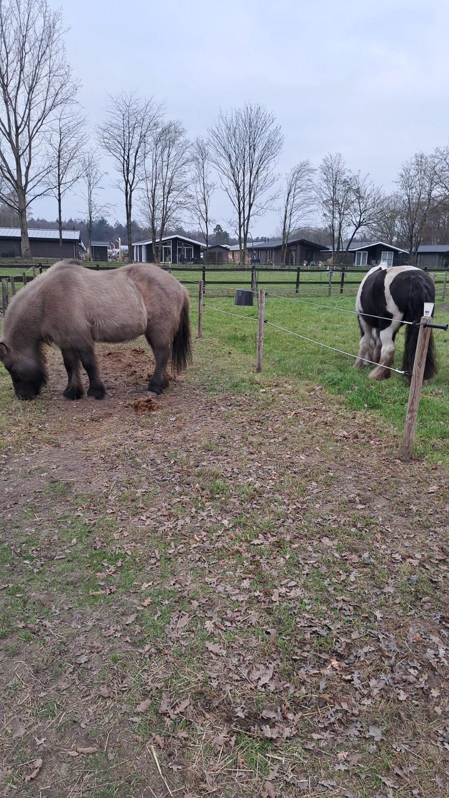 paddock paradijs in VELDHOVEN