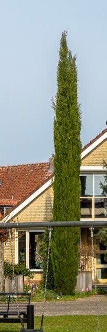 Cipres, Ophalen, Volle zon, Overige soorten