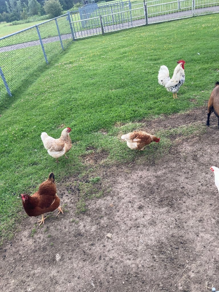 Te koop diverse legkippen en hanen, Dieren en Toebehoren, Pluimvee, Meerdere dieren, Kip