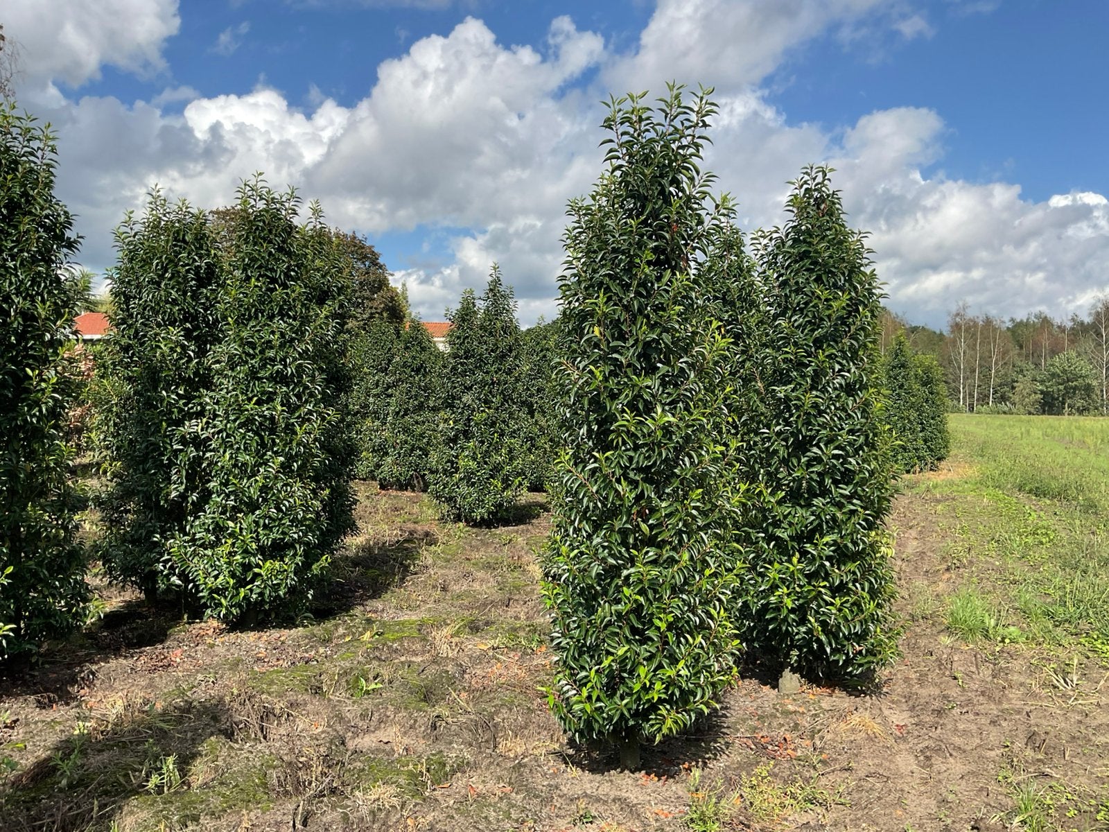 Grote Portugese laurier 250-275 cm, Ophalen, Laurier, 100 tot 250 cm