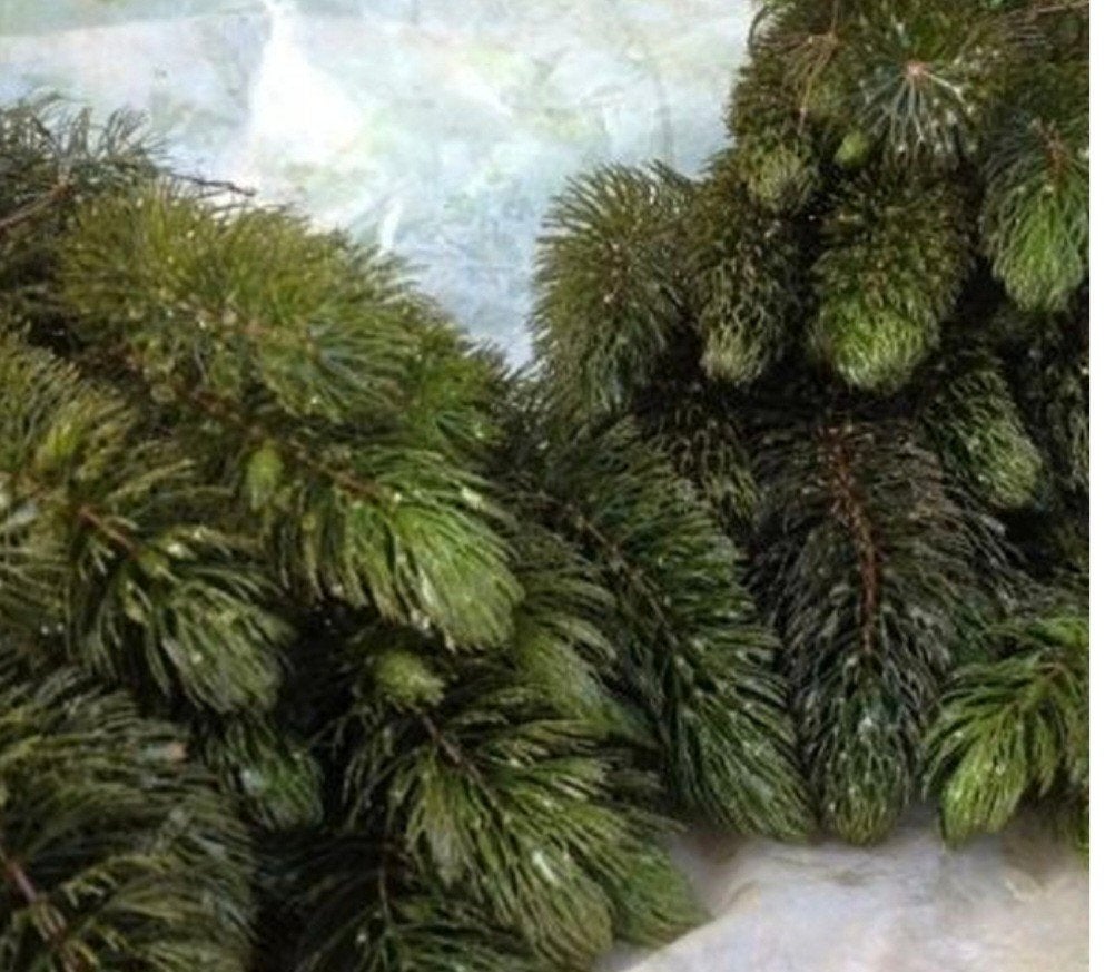 Grof Hoornblad zuurstofplant emmer 10 liter € 5,-, Tuin en Terras, Vijvers, Ophalen