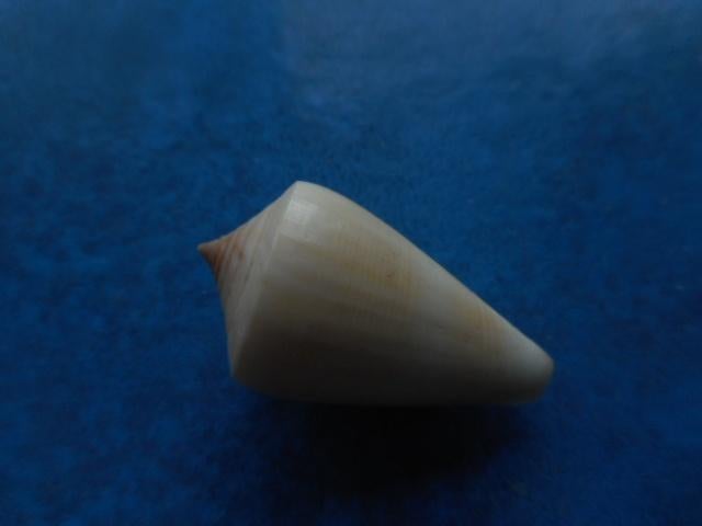 Schelpen: Conus quercinus Sol. f++g 31,5mm, Verzamelen, Mineralen en Fossielen, Verzenden, Schelp(en)