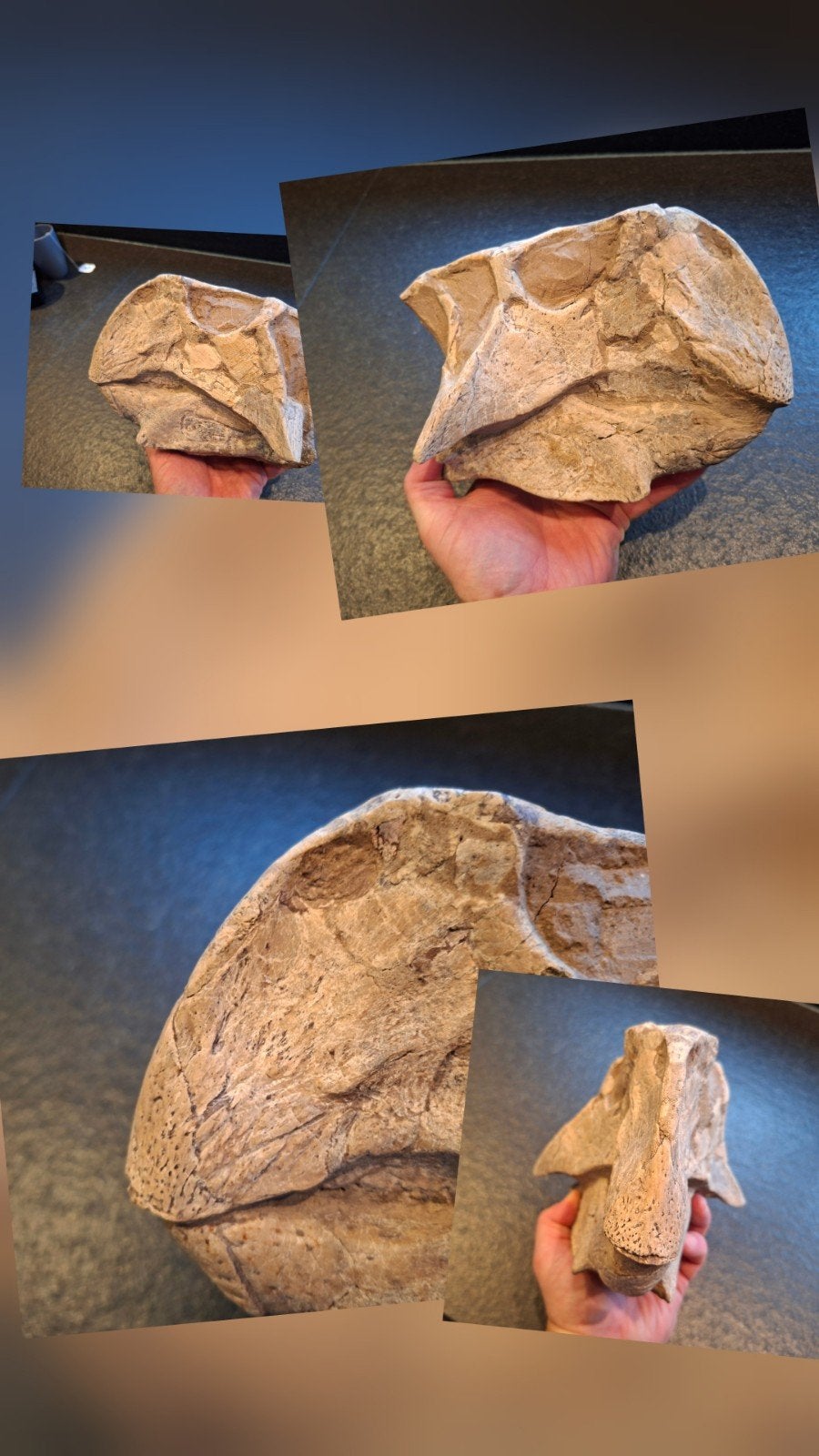 ZEER ZELDZAME GROTE ORIGINELE DINOSAURUS-SCHEDEL:  20+ CM, Verzamelen, Ophalen, Fossiel