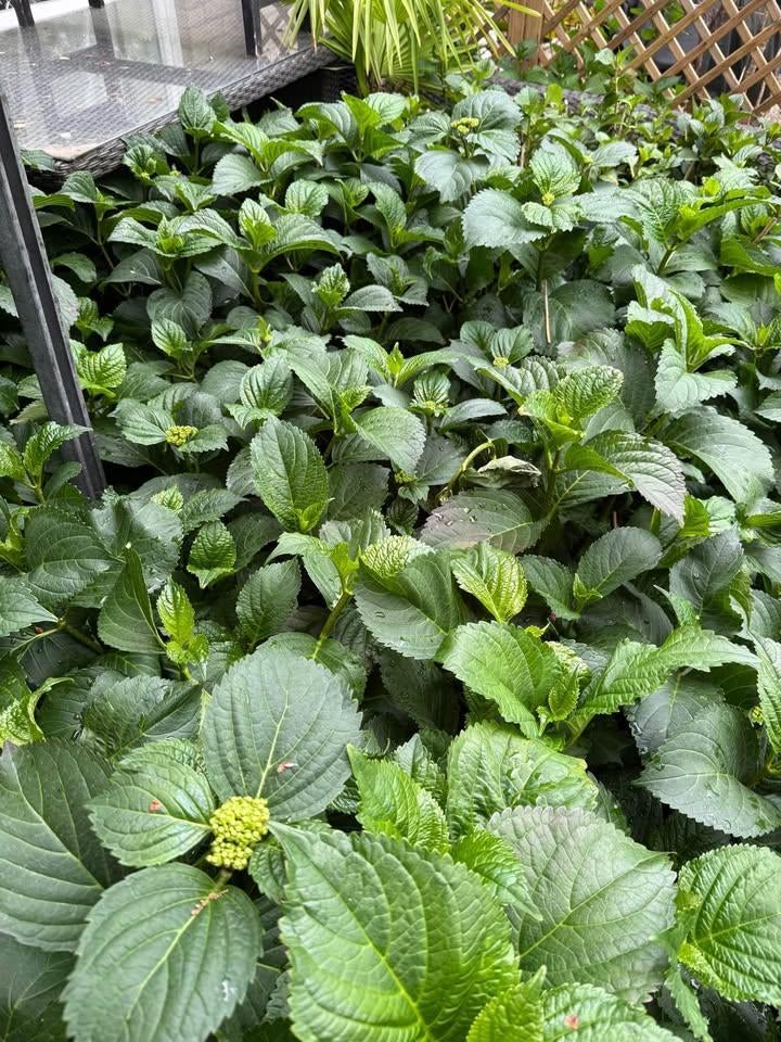 Mega Hortensia's WIT! NU 15,- DE ALLERLAATSTE!!, Tuin en Terras, Ophalen of Verzenden, Hortensia, Struik, Minder dan 100 cm