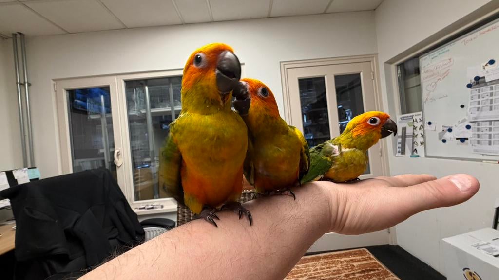 Zonparkieten süper tamme Babys 2026, Dieren en Toebehoren, Vogels | Parkieten en Papegaaien, Meerdere dieren, Parkiet, Geringd