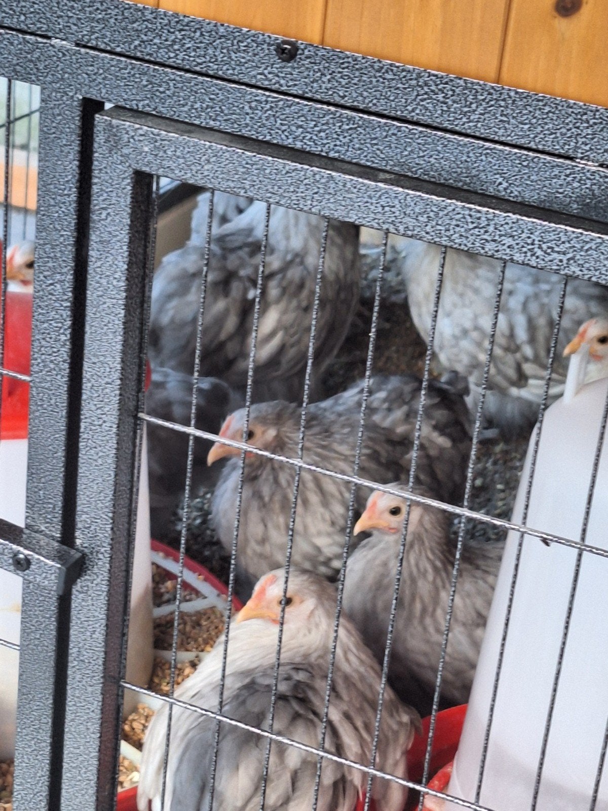 Cochinkriel hennen grijs en bobtail 15 stuks totaal, Dieren en Toebehoren, Vogels | Kanaries, Vrouwelijk, Kleurkanarie