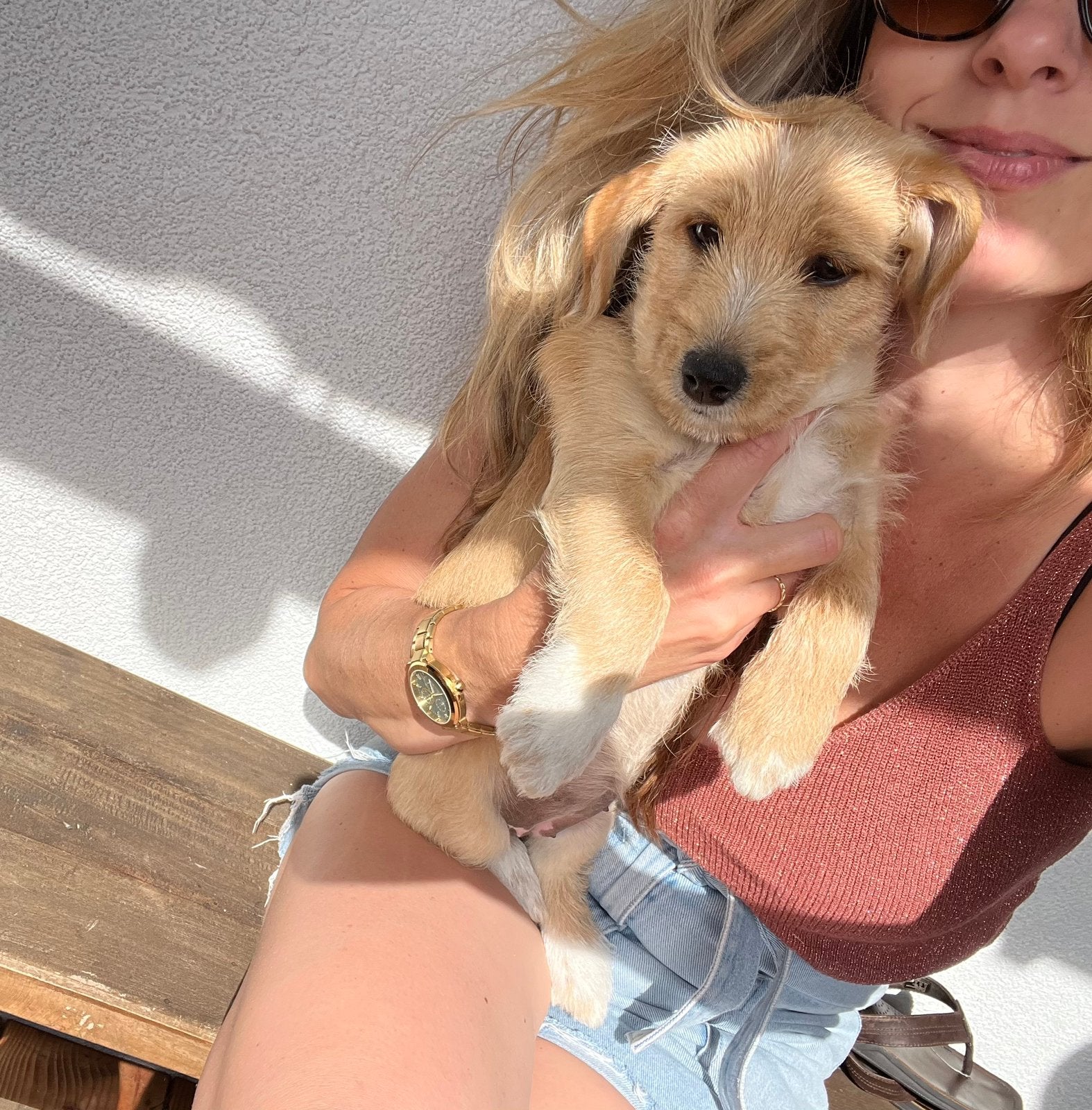 Zeer goed gesocialiseerde boomer pup (boomer x jack russell), 8 tot 15 weken, Teef, Parvo, Eén hond