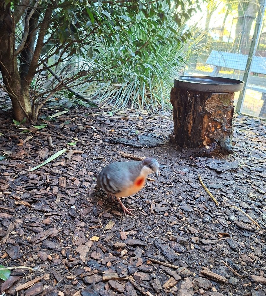 Dolksteekduiven te koop, Dieren en Toebehoren, Meerdere dieren, Tropenvogel, Geringd