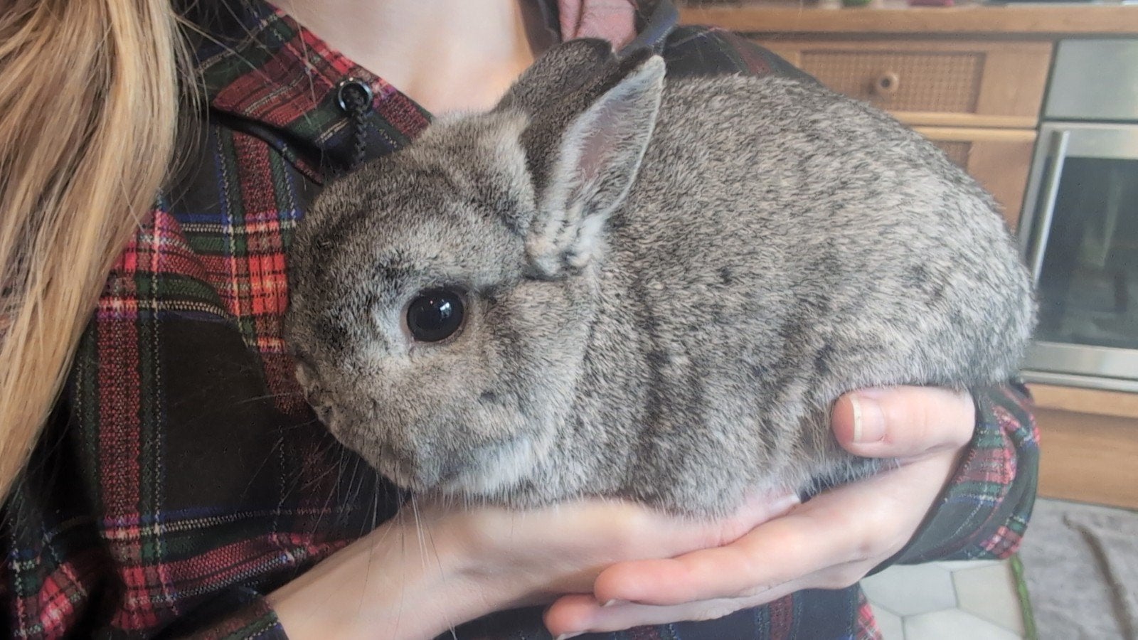 Dwerg konijn, chinchilla kleur., Dieren en Toebehoren, Mannelijk, Dwerg, 0 tot 2 jaar