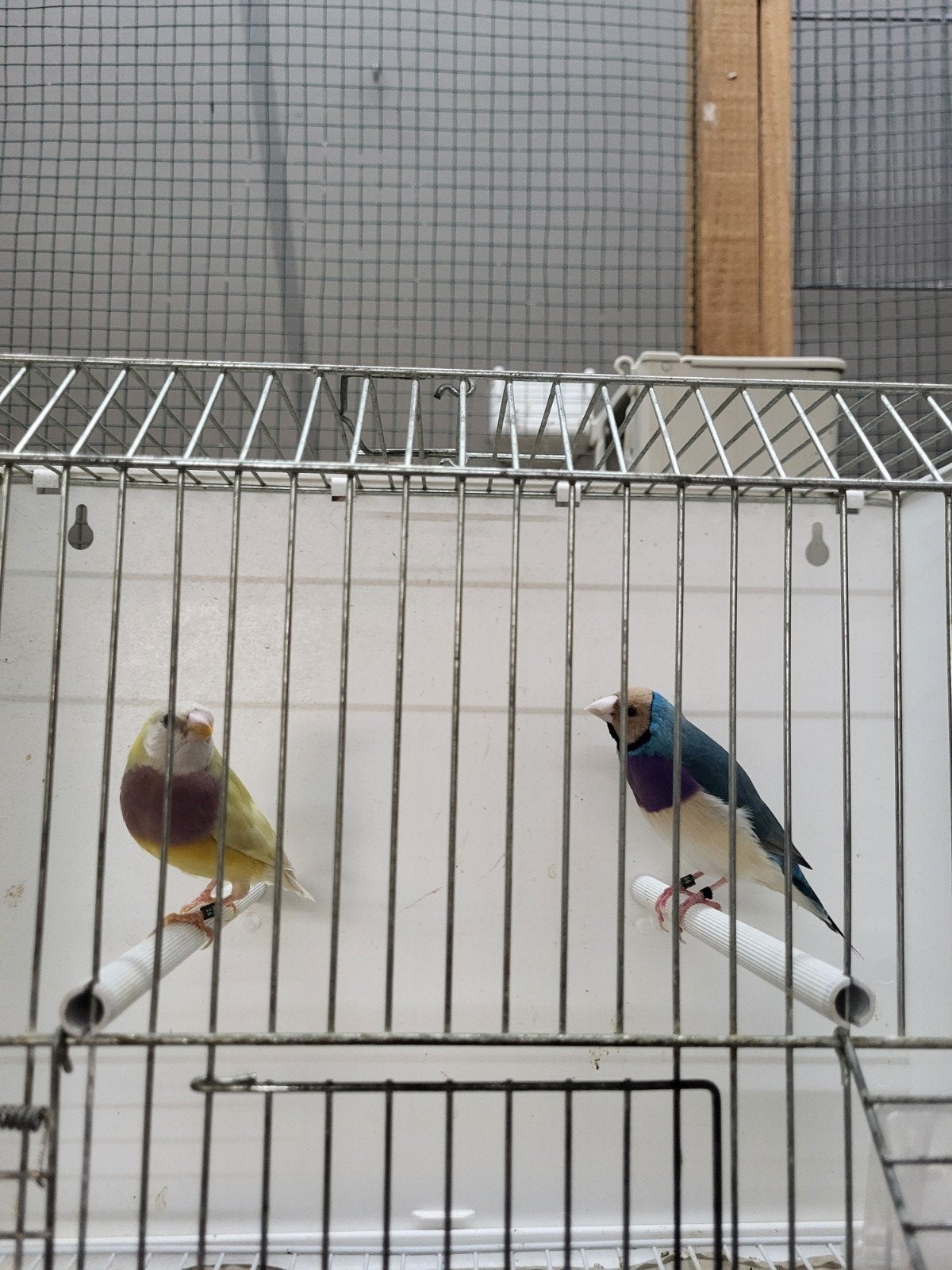 Gouldamadines blauw x split blauw, Dieren en Toebehoren, Meerdere dieren, Geringd