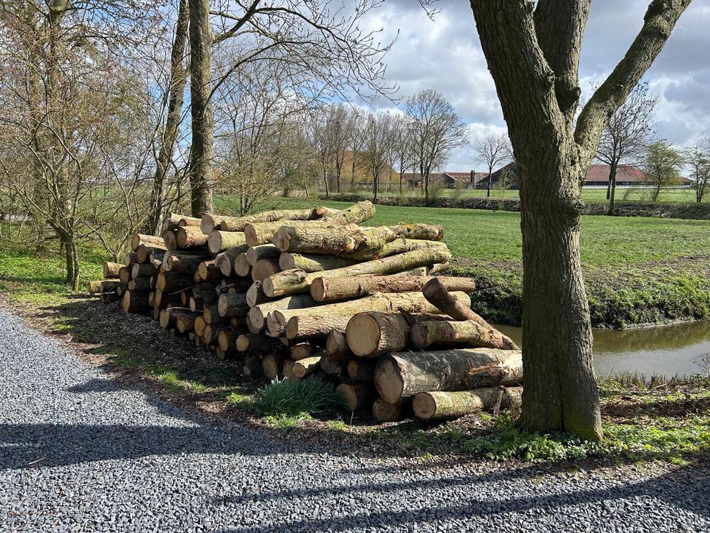 Brandhout Stamhout Boomstammen volle en kleinere vrachten, Tuin en Terras, Haardhout, 6 m³ of meer, Ophalen, Stammen