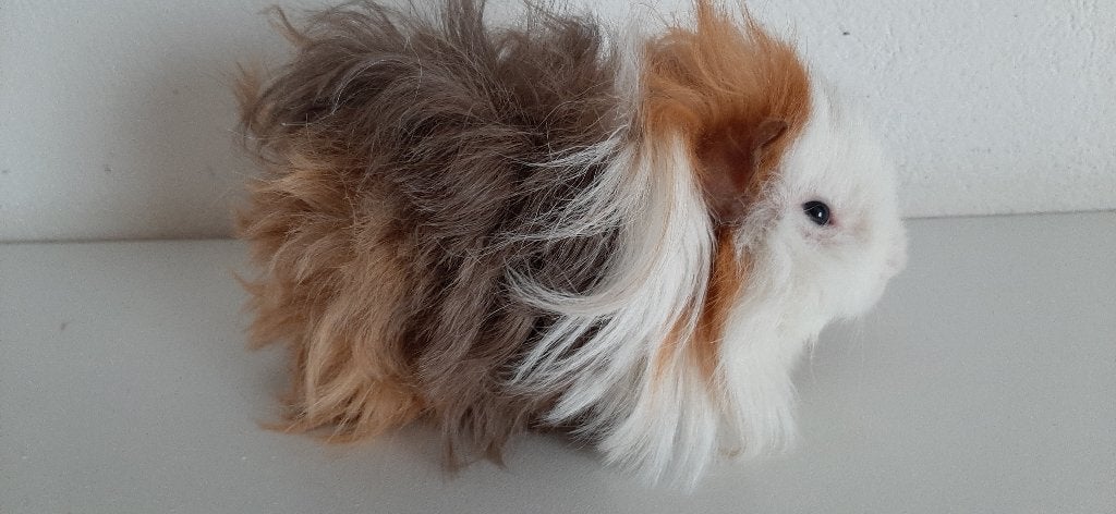 Jong lunkarya cavia beertje, Dieren en Toebehoren, Knaagdieren, Cavia, Mannelijk, November, Tam
