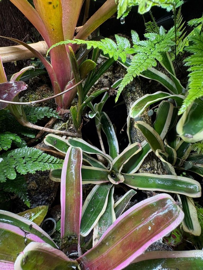Bromelia’s voor Terrarium, Dieren en Toebehoren, Reptielen en Amfibieën | Toebehoren, Nieuw, Tak, Plant, Rots of Steen, Ophalen of Verzenden