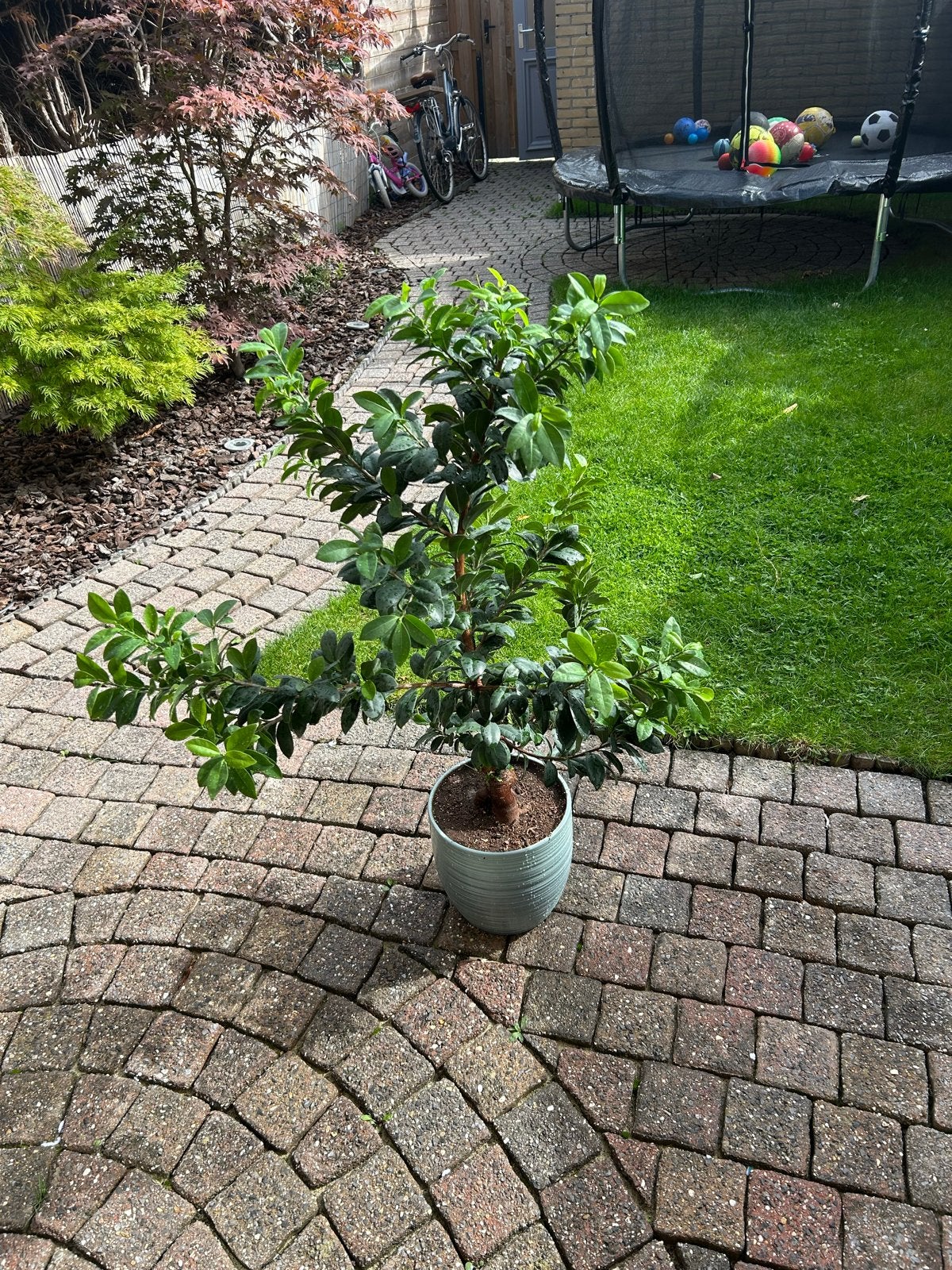 Mooie Ficus Ginseng Bonsai in pot, Ophalen, Ficus, 100 tot 150 cm, In pot