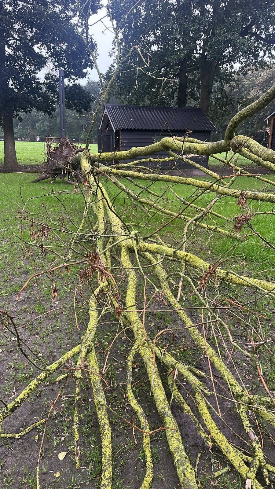 Gedroogde eik van 17 meter - zelf zagen, Ophalen, Overige soorten, 400 cm of meer