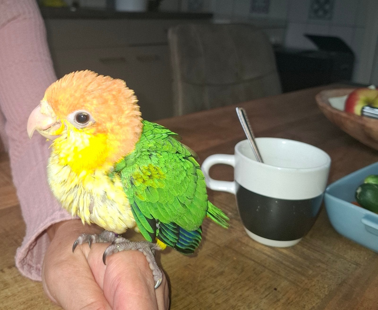 Supertamme leuke roestkop caique, Dieren en Toebehoren, Vogels | Parkieten en Papegaaien, Geslacht onbekend, Papegaai, Geringd