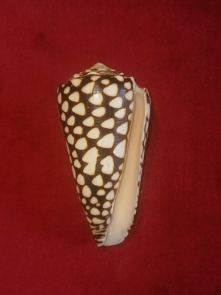 Schelpen, Conus marmoreus (Linnaeus, 1758), Verzamelen, Ophalen of Verzenden, Schelp(en)