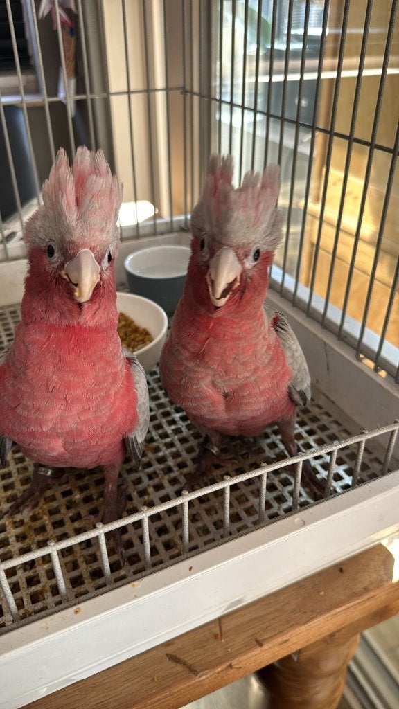 Te reserveren tamme rose Kakatoe, Geslacht onbekend, Papegaai, Pratend