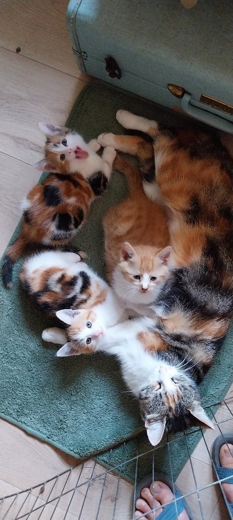 Kittens (lieve rode kater nog beschikbaar), Dieren en Toebehoren, Katten en Kittens | Overige Katten, Kater, Kortharig, 0 tot 2 jaar