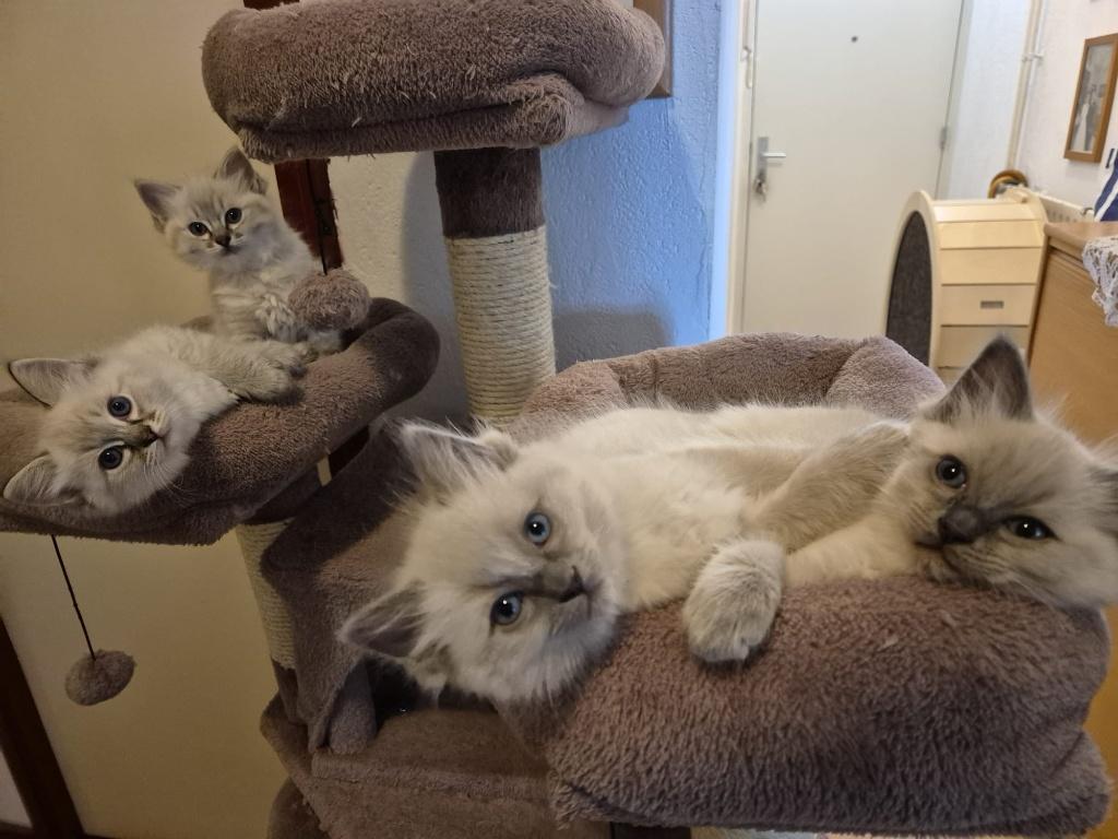 Exclusieve ragdoll kittens met stamboom, Dieren en Toebehoren, Katten en Kittens | Raskatten | Langhaar, Meerdere dieren, Met stamboom