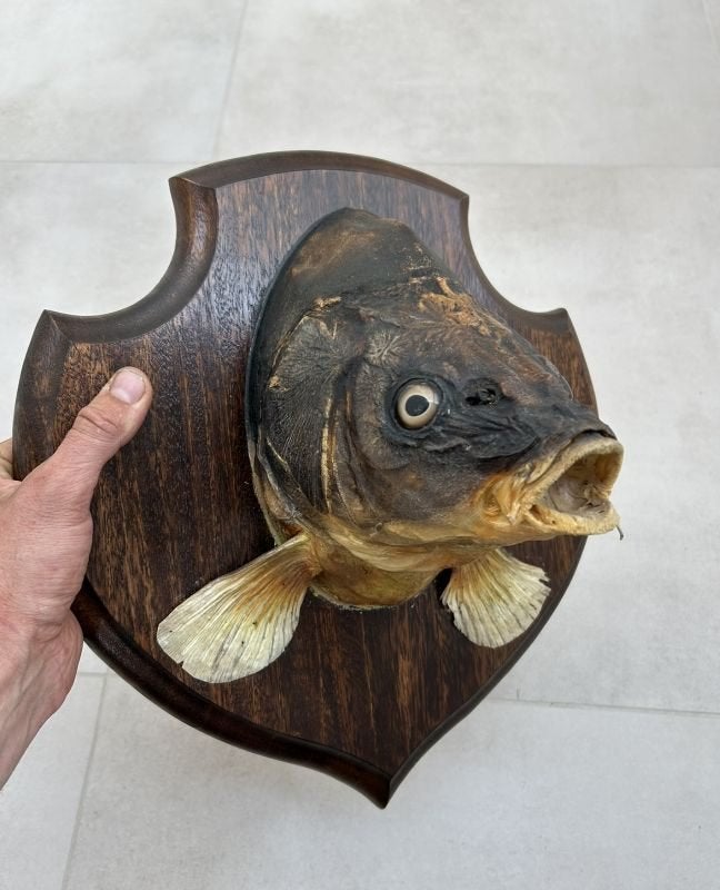 Viskop, opgezette karper - taxidermie karperkop, Verzamelen, Dierenverzamelingen, Ophalen of Verzenden, Gebruikt, Wild dier, Opgezet dier