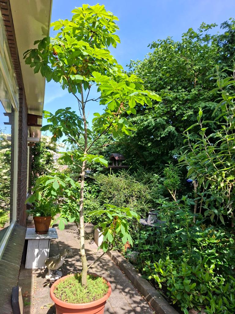 Kastanje boom volwassen, Ophalen, Volle zon, Overige soorten