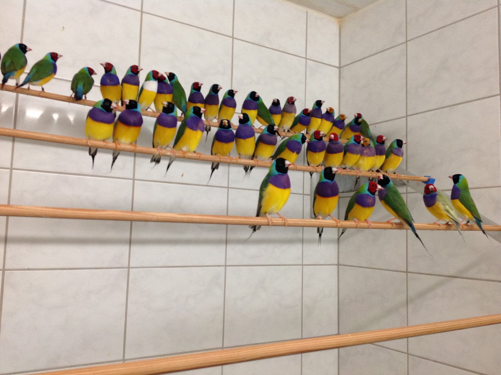 Te koop, Dieren en Toebehoren, Meerdere dieren, Tropenvogel
