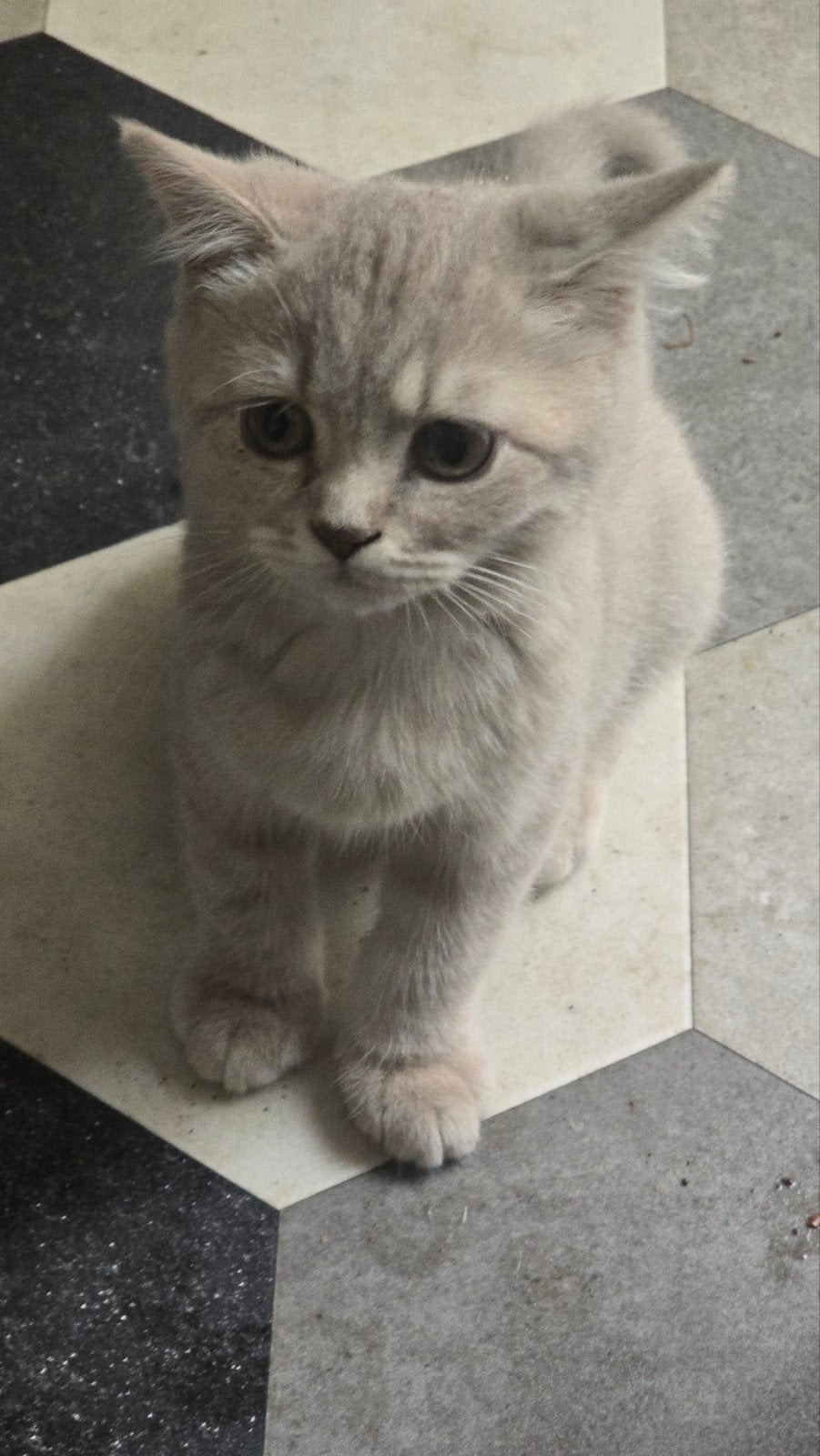Foto 5 van Wij mogen verhuizen! Prachtige kittens met stamboom