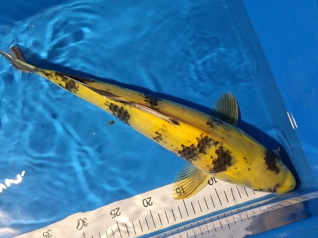 Gave ki utsuri marusei word steeds mooier, Karper of Koi
